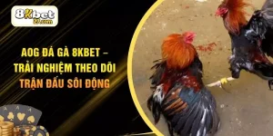 AOG Đá Gà 8KBET – Trải Nghiệm Theo Dõi Trận Đấu Sôi Động