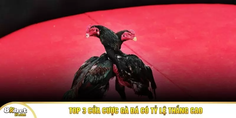 Top 3 cửa cược gà đá có tỷ lệ thắng cao