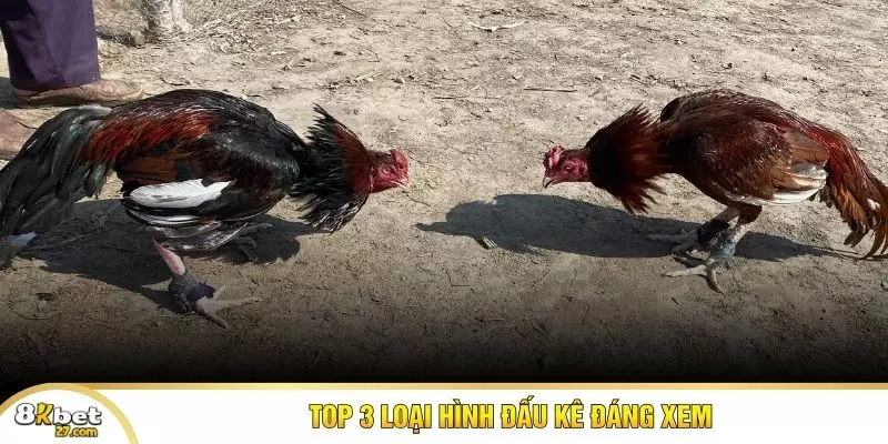 Top 3 loại hình đấu kê đáng xem